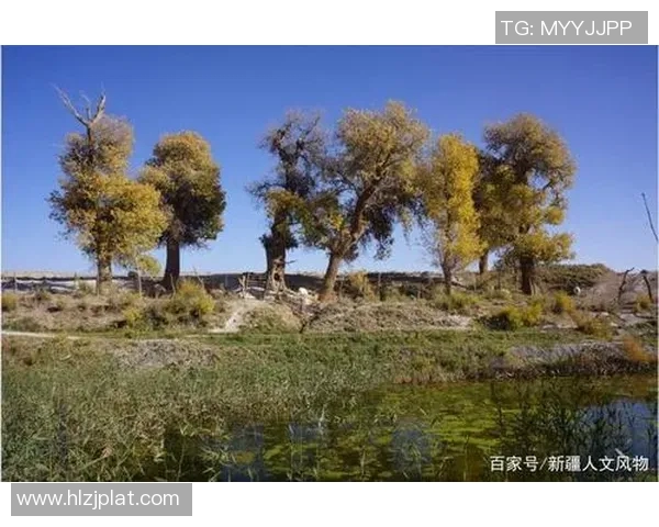 沥木与群马温泉的奇妙对话探寻自然与人文的完美融合 沥木与群马温泉的奇妙对话探寻自然与人文的完美融合